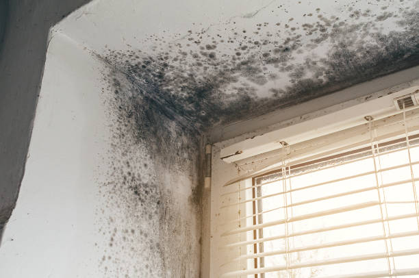 Affordable Basement Mold Removal solutions in Middleburg, VA