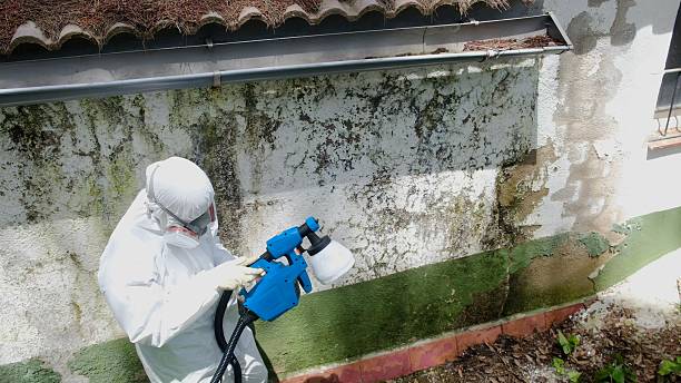 Top rated local Basement Mold Removal specialists in Middleburg, VA